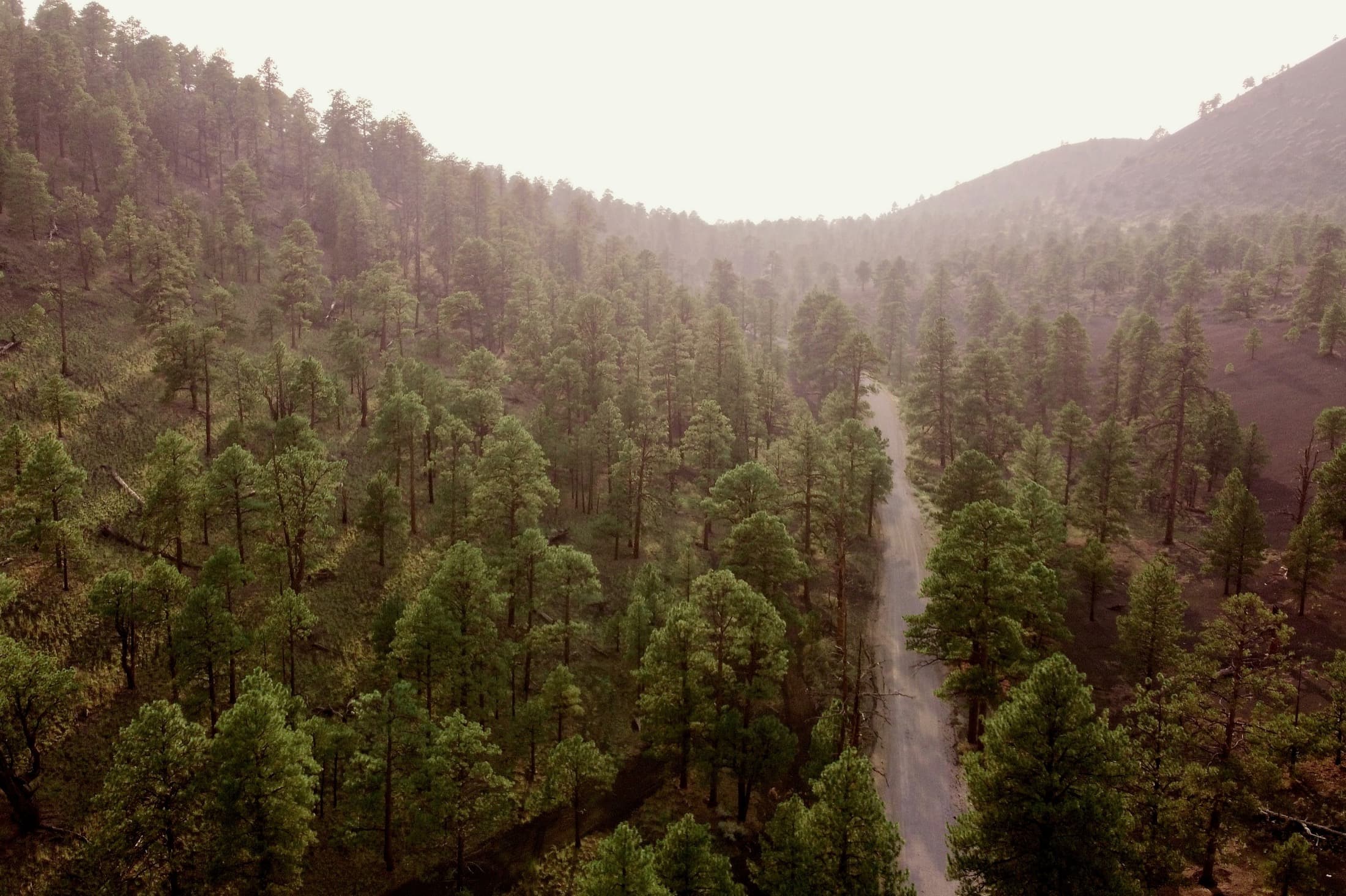A quiet dirt road through ponderosa pines in Northern Arizona